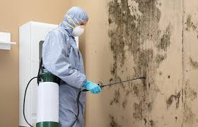 Professional Mold Prevention & Removal  in Minnetonka, MN